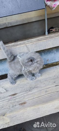 Кошки в добрые руки