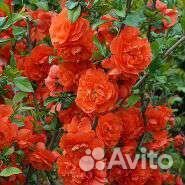 Хеномилес (Айва японская)