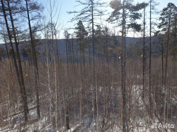 Мастер леса