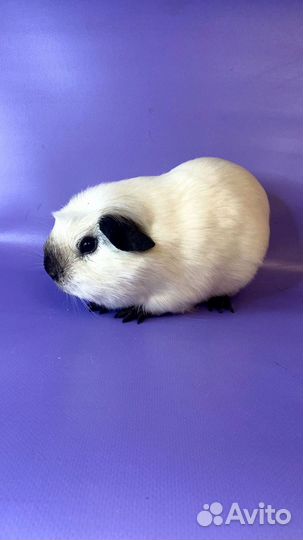 Морская свинка Англ.крестед Калифорния(самец)