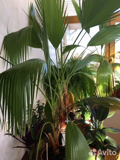 Пальмы Вашингтония Нитчатая