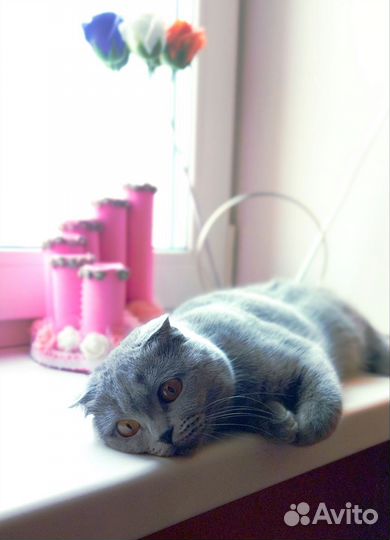 Вислоухие котята