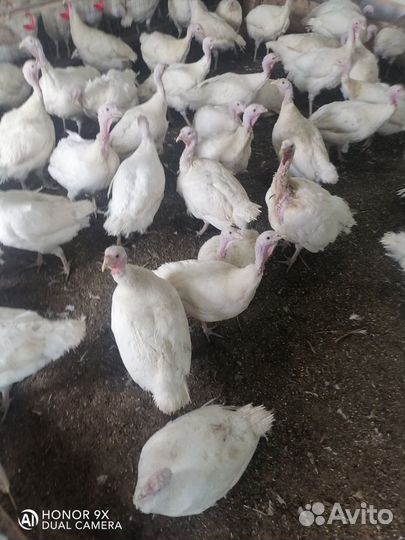 Индюки индюшата