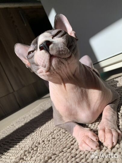 Канадский сфинкс