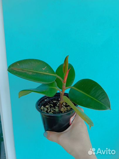 Фикус каучуконосный