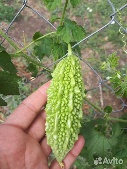 Момордика семена