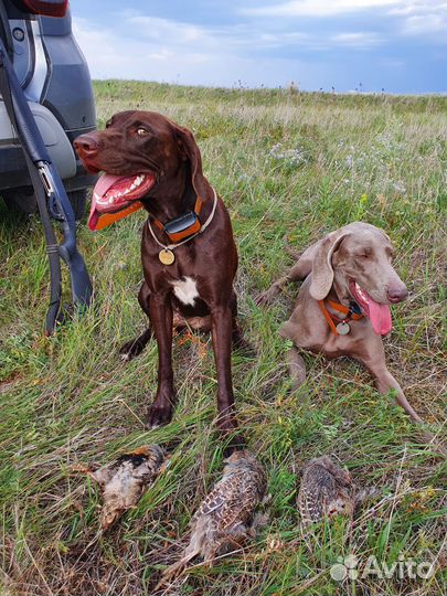 Щенки курцхаара