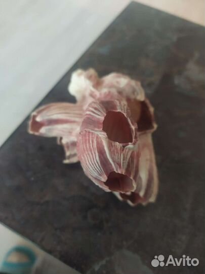Ракушка, коралл с Азовского моря