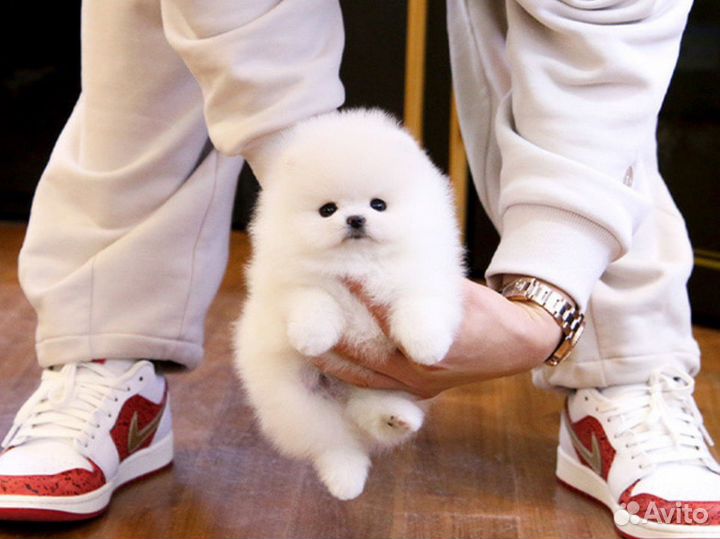 Шпиц супер мини медвежонок