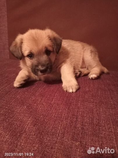 Щенок в добрые руки