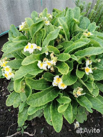 Нарцисы,Мелколепестник,Ирис, Астильба