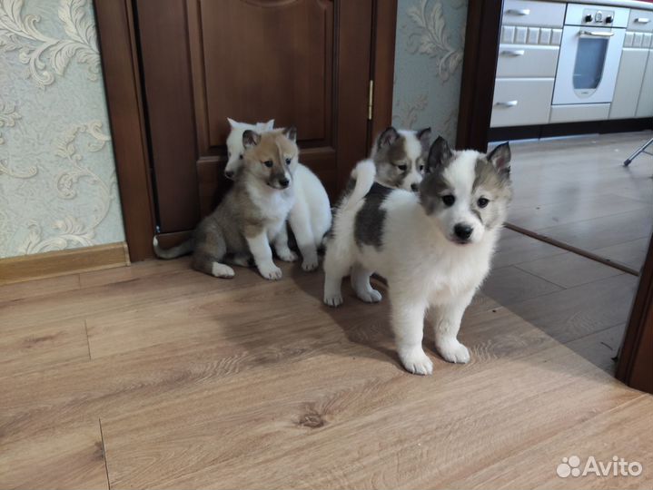 Щенки западно сибирской лайки