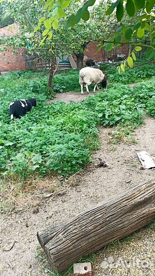 Ягнята Дорперы