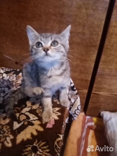 Котенок в дар