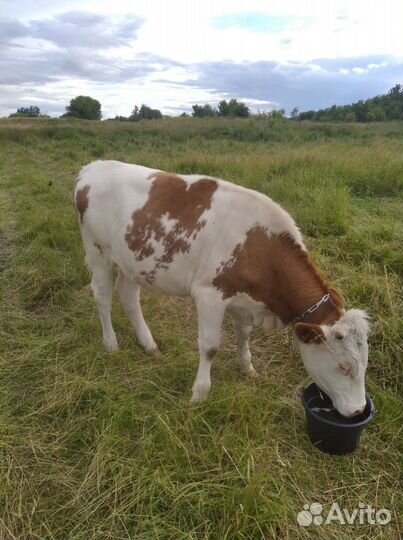 Телка стельная