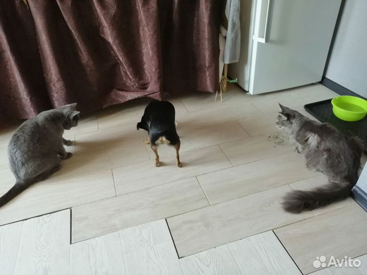 Домашняя передержка