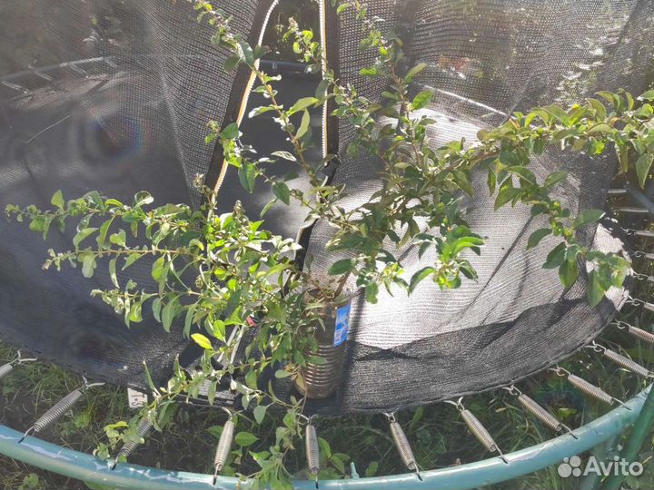 Айва великолепная и декоративные кустарники