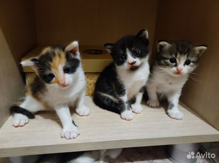 Котята в добрые руки