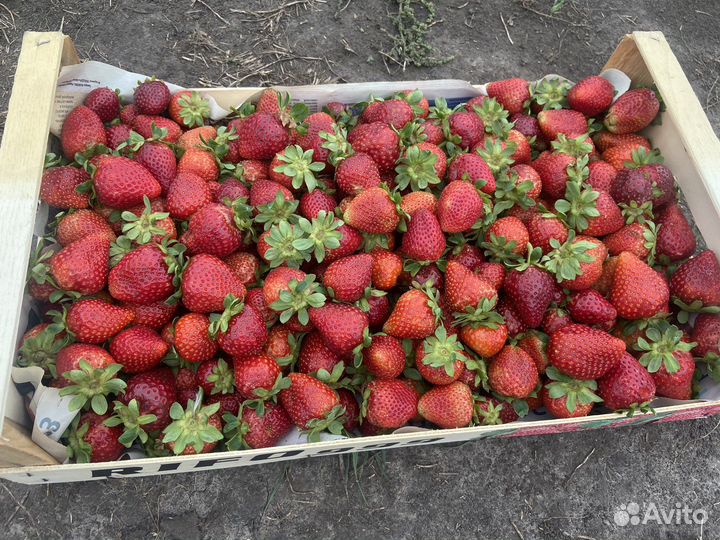 Клубника второй сорт (под варенье, компоты и тд)