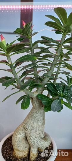 Суккуленты и адениум