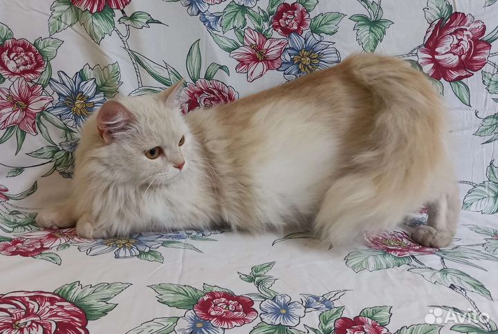 Персея ищет дом