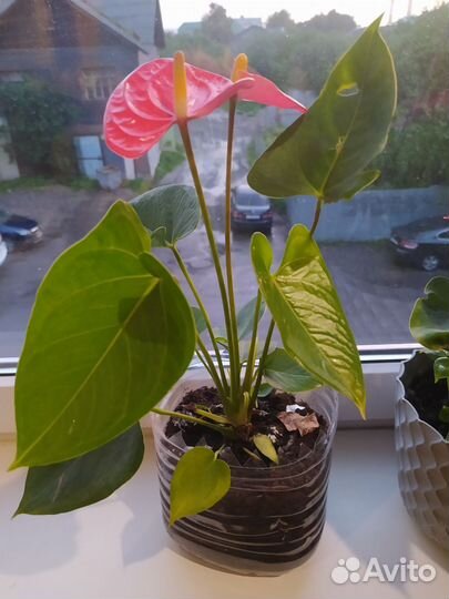 Комнатные растения цветы