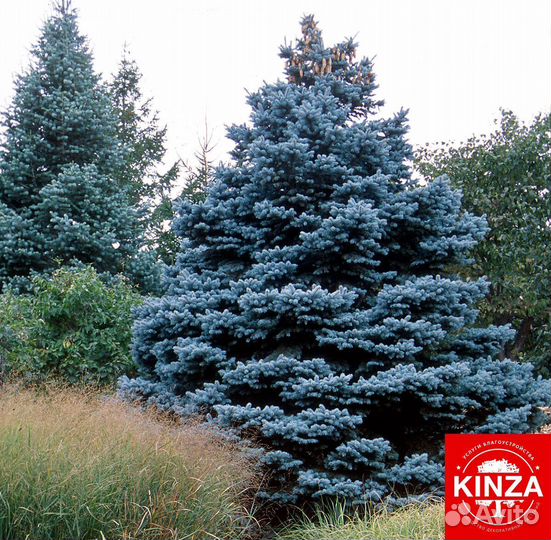 Голубая ель все размеры