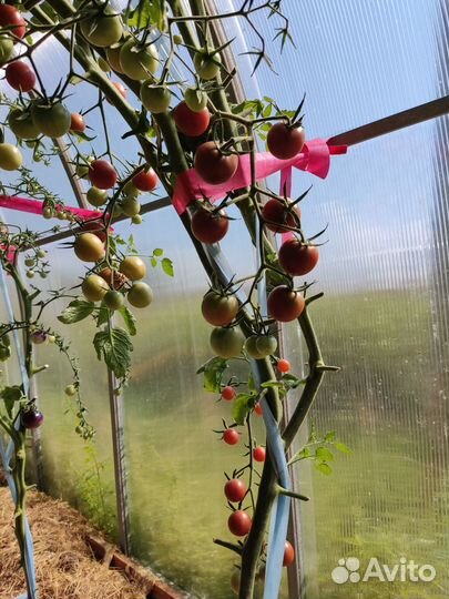 Семена коллекционных и редких томатов