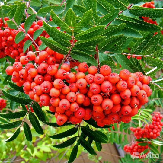 Саженцы рябины 8 сортов окс