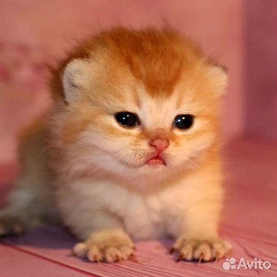 Мальчики золотые британские шиншиллы