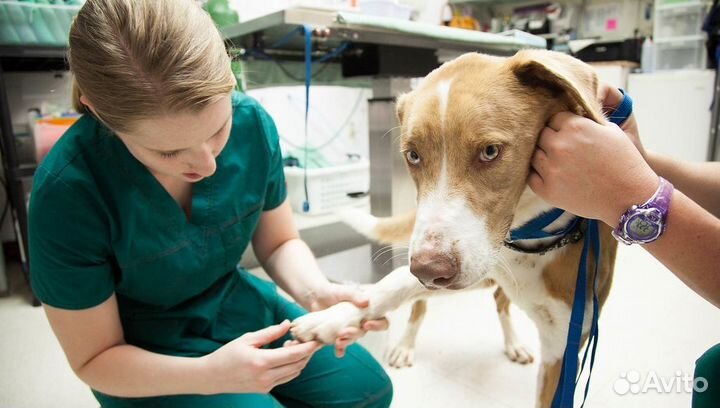 Ветеринарный врач на дом круглосуточно