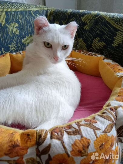 Айна ищет дом