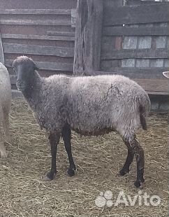 Овцы бараны