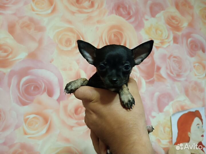 Чихуахуа мини