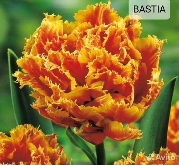 Луковицы тюльпанов