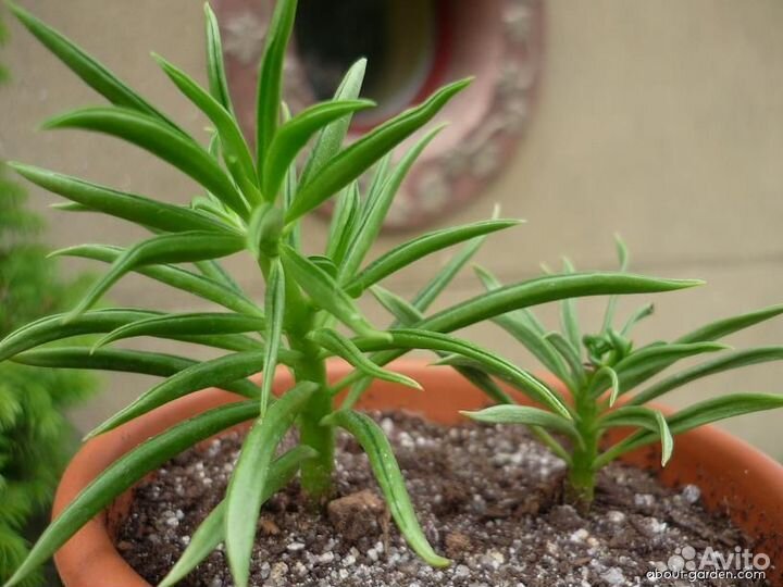 Редкий вид суккуленты