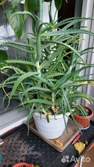 Комнатные цветы алоэ