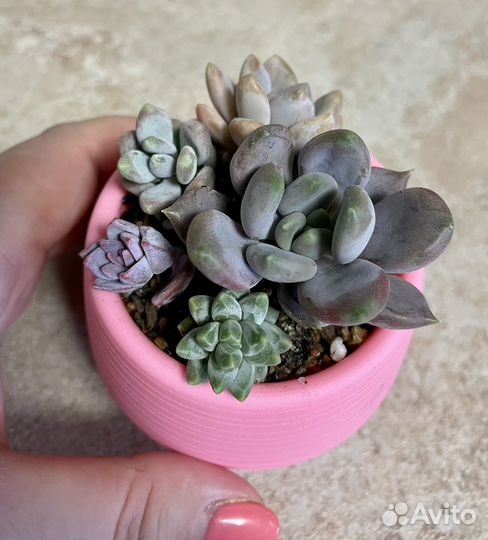 Суккуленты набор для начинающих