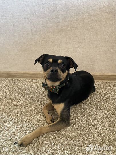 Русский той-терьер вязка