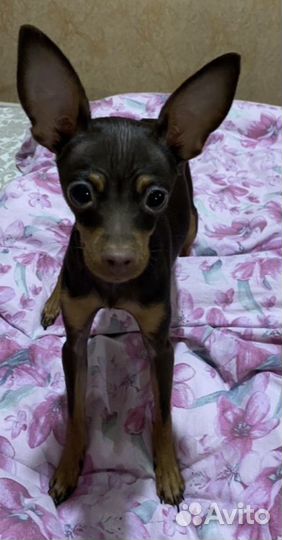 Русский той-терьер мини