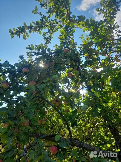 Яблоки домашние