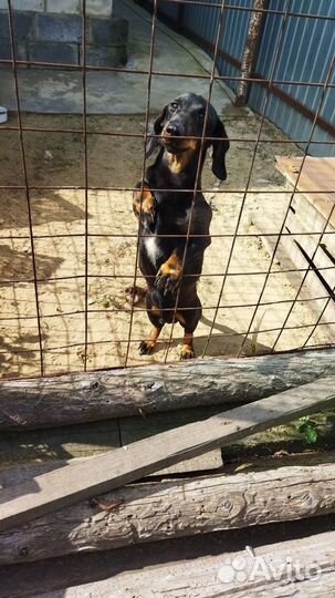 Щенки таксы