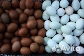 Петух лакеданзи серебро и черно медного марана