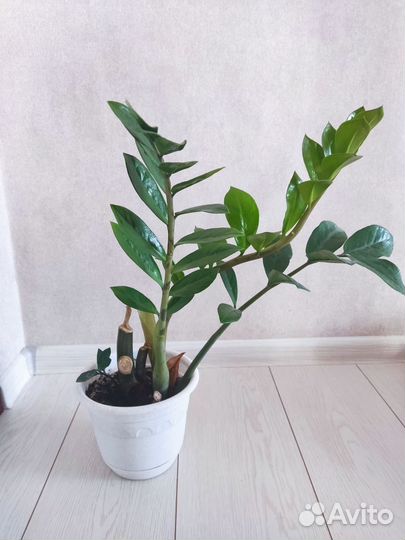 Замиокулькас