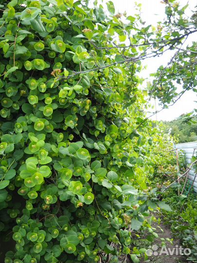 Многолетняя лиана