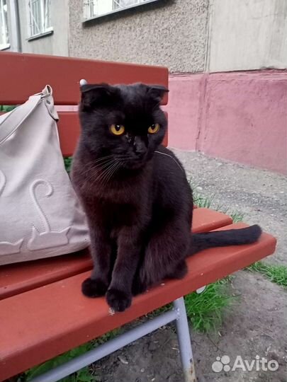 Дымчатые котята