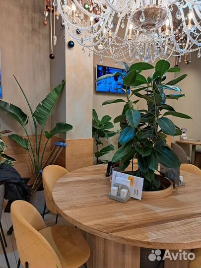 Консультация Агронома