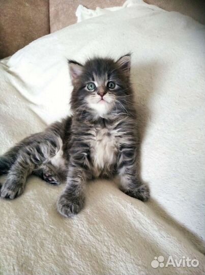 Котята мейн-кун
