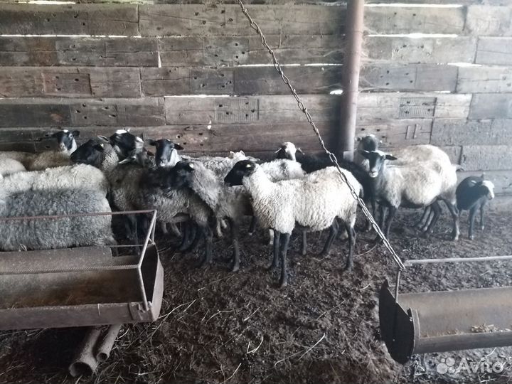 Романовские овцы