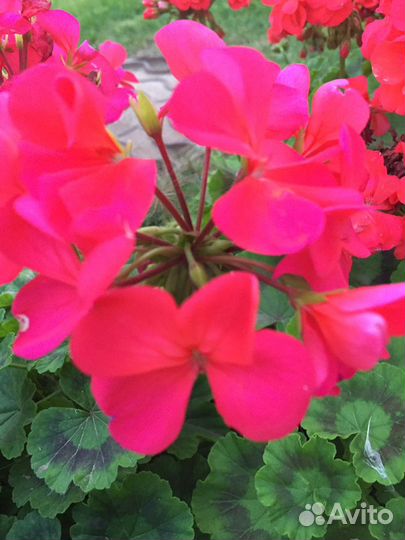 Пеларгония герань. Выкопаю при покупке из грунта